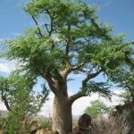 Moringa Oleifera: l’albero miracoloso e i suoi mille benefici