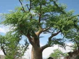 Moringa Oleifera: l’albero miracoloso e i suoi mille benefici