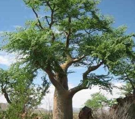 moringa-oleifera-lalbero-miracoloso-e-i-suoi-mille-benefici.JPG Moringa Oleifera: l’albero miracoloso e i suoi mille benefici