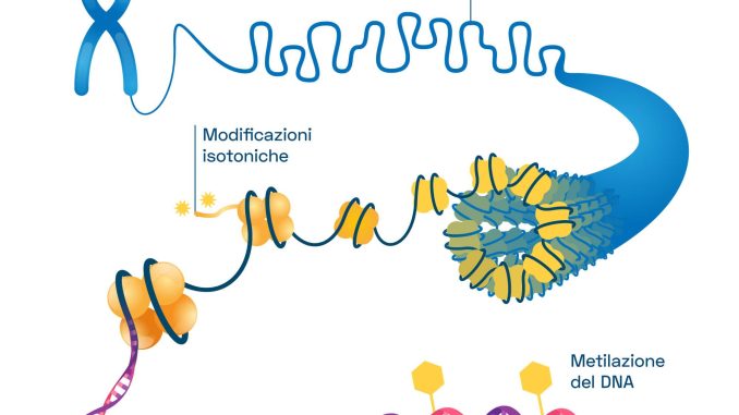 Metilazione: il processo biochimico fondamentale per la tua energia