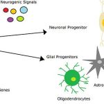 Neurogenesi: come il cervello può creare nuovi neuroni a ogni età