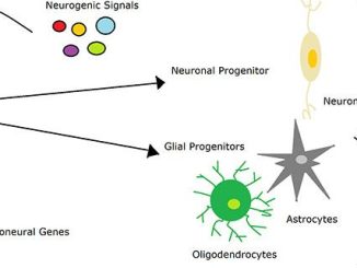 Neurogenesi: come il cervello può creare nuovi neuroni a ogni età