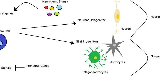 Neurogenesi: come il cervello può creare nuovi neuroni a ogni età