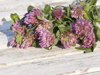 Fitoestrogeni in menopausa: l’alternativa naturale e sicura