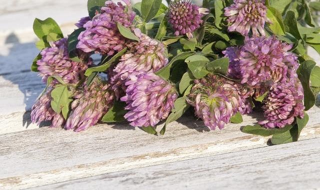 Fitoestrogeni in menopausa: l’alternativa naturale e sicura