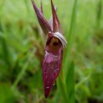 Il legame tra postura della lingua (Mewing) e salute generale