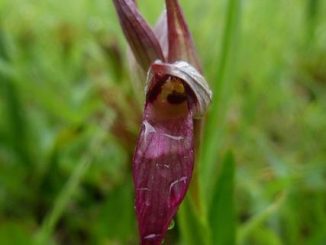 Il legame tra postura della lingua (Mewing) e salute generale