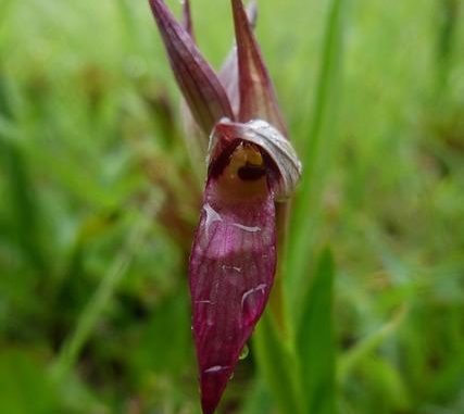 Il legame tra postura della lingua (Mewing) e salute generale