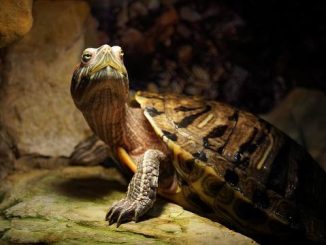 L’Armatura Caratteriale: come le emozioni creano tensioni nel corpo