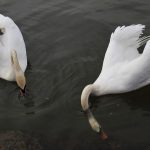 Mindful Eating: riscoprire il cibo e trasformare il rapporto con esso