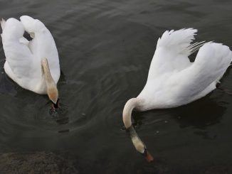 Mindful Eating: riscoprire il cibo e trasformare il rapporto con esso