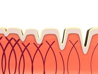 Il ruolo del Collagene: non solo pelle, ma anche articolazioni e intestino