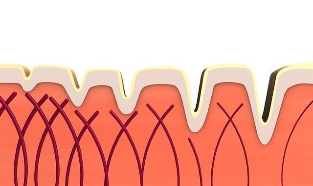 Il ruolo del Collagene: non solo pelle, ma anche articolazioni e intestino
