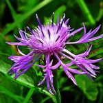 Bergamotto: l’agrume calabrese che protegge il cuore e il colesterolo