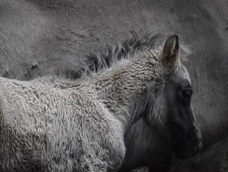 Radicali Liberi: chi sono e come neutralizzarli con gli antiossidanti