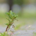 Moxibustione: il calore dell’Artemisia che scioglie dolori e blocchi