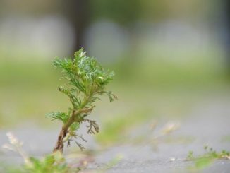 Moxibustione: il calore dell’Artemisia che scioglie dolori e blocchi