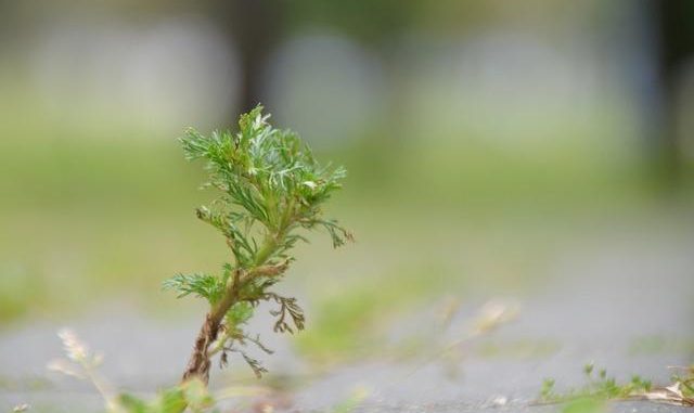 Moxibustione: il calore dell’Artemisia che scioglie dolori e blocchi