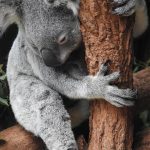 Silvoterapia: la scienza dietro l’abbraccio degli alberi (Forest Bathing)