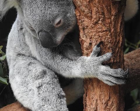 Silvoterapia: la scienza dietro l’abbraccio degli alberi (Forest Bathing)