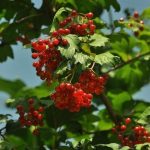 Etnobotanica: alla scoperta delle piante curative degli sciamani