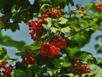 Etnobotanica: alla scoperta delle piante curative degli sciamani