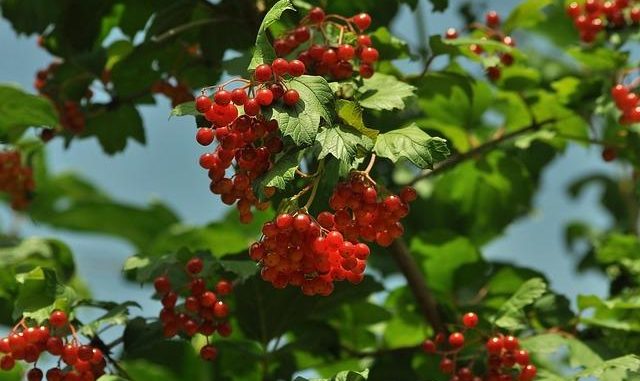 Etnobotanica: alla scoperta delle piante curative degli sciamani