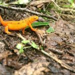 EFT per l’Ansia da Prestazione: un aiuto immediato e pratico