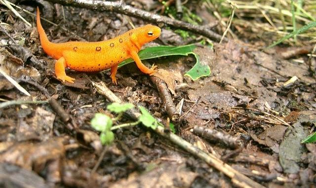 EFT per l’Ansia da Prestazione: un aiuto immediato e pratico