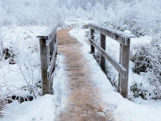 Il Sentiero mTOR: l’interruttore cellulare per longevità e salute