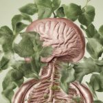 Fitoterapia per la gastrite: le piante mucillaginose che curano
