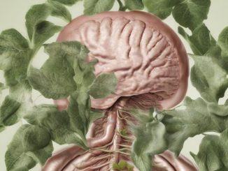 Fitoterapia per la gastrite: le piante mucillaginose che curano