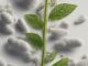 Berberina naturale: il potente integratore per la glicemia alta