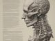 Chiropratica ed emicrania: ridurre i mal di testa alla radice