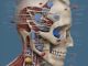 Medicina tradizionale sarda: i rimedi della longevità blu