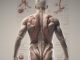 Anatomia del diaframma: il muscolo della calma e del benessere
