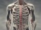 Prevenzione dell’osteoporosi: oltre il calcio per le ossa